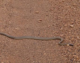 Regional Snakes in Australia