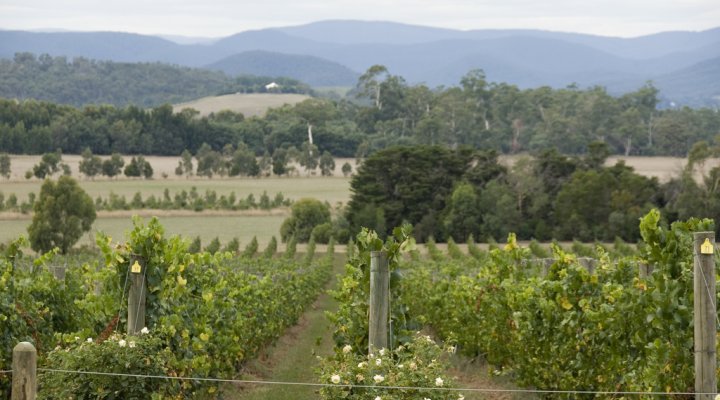 Yarra Valley vineyards at Yarra Yering