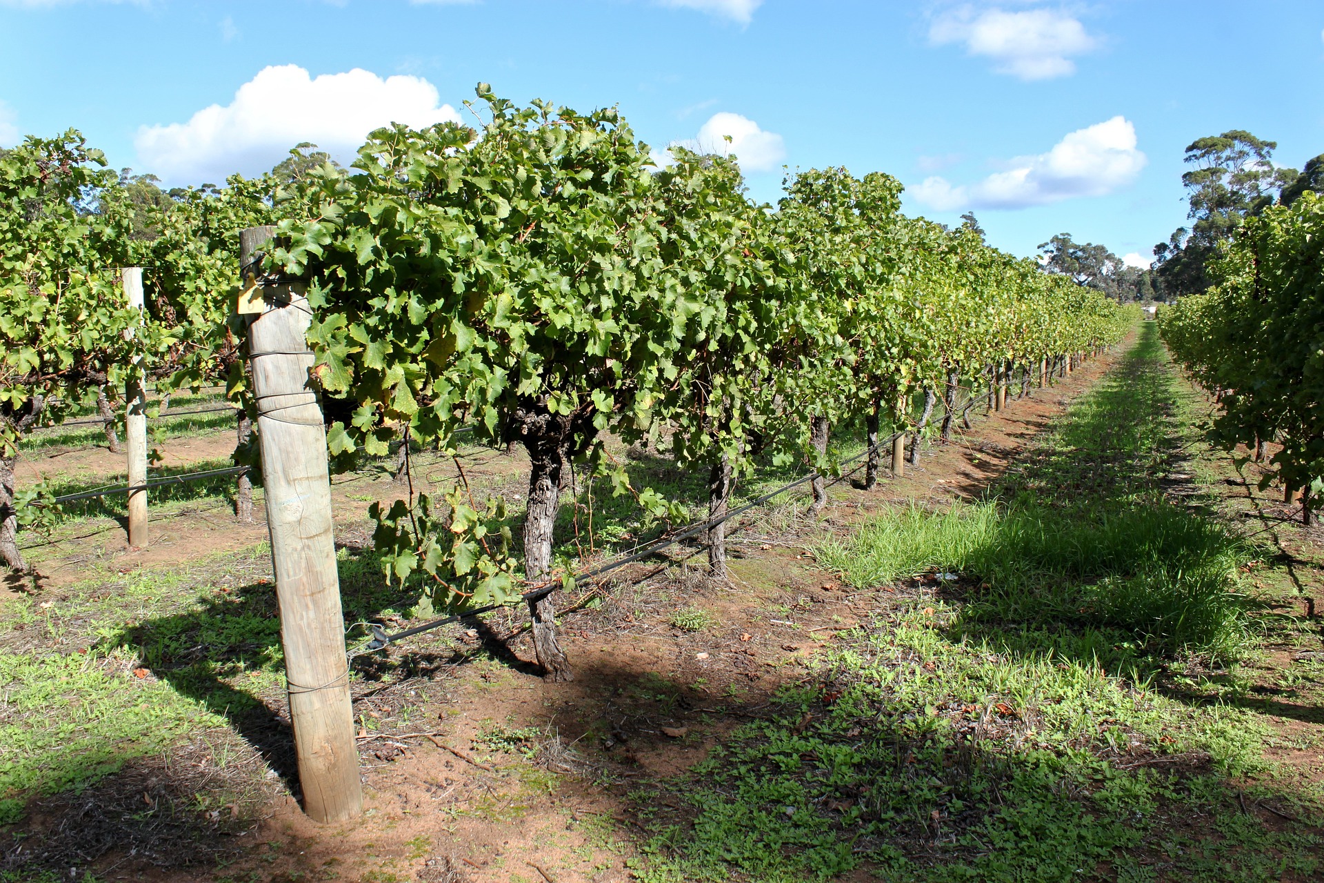 best winery in australia